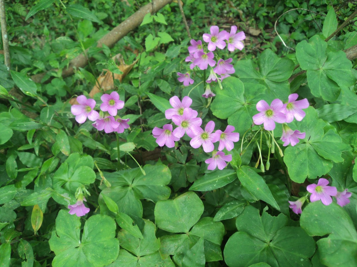 Oxalis debilis Kunth